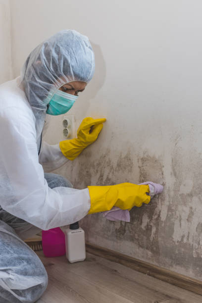 Best Black Mold Removal  in Elephant Butte, NM
