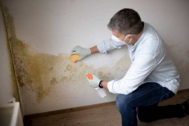 Best Basement Mold Removal  in Elephant Butte, NM
