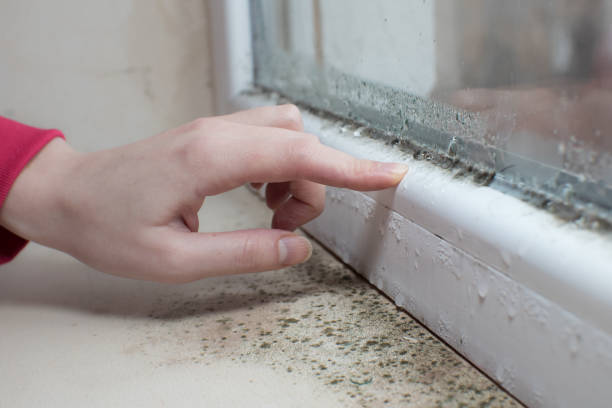 Best Crawl Space Mold Remediation  in Elephant Butte, NM